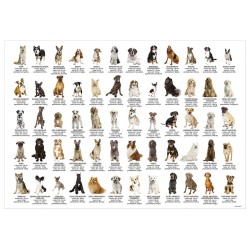 Podkład na biurko Derform psy - różnokolorowy 345 mm x 500 mm (POEPS)