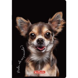 Zeszyt Herlitz Crazy Animal A5 60k. 70g linia (400196838)