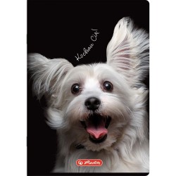 Zeszyt Herlitz Crazy Animal A5 16k. 70g krata kolorowa (400196855)