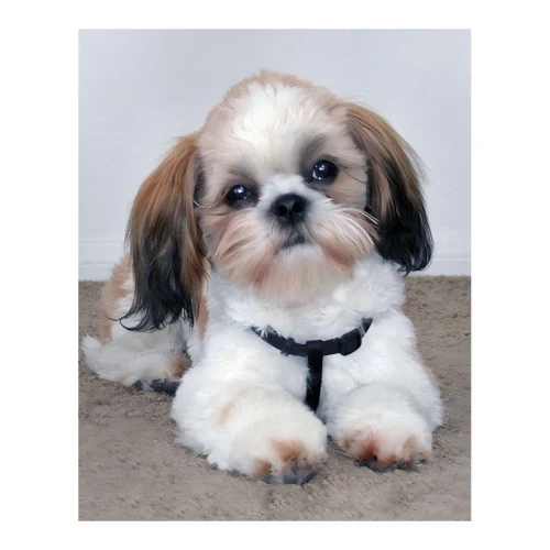 Zestaw kreatywny Diamentowa mozaika 30x40cm Shih tzu Flamingo Line (1(98))