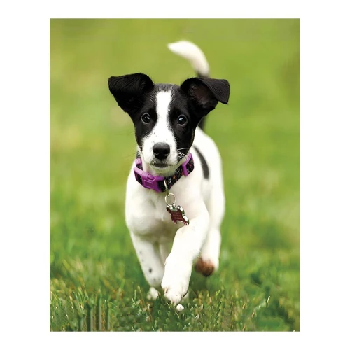 Zestaw kreatywny Diamentowa mozaika 30x40cm Jack Russell Flamingo Line (1(7))