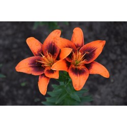 Kalendarz ścienny wieloplanszowe - rodzinny 280mm x 200mm Beskidy (KR)