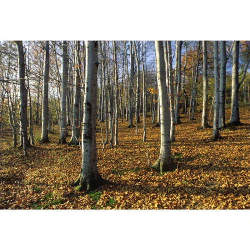 Kalendarz ścienny paskowy 140mm x 420mm Beskidy