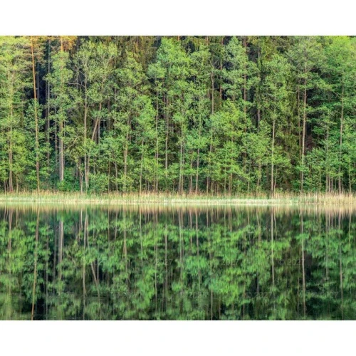 Kalendarz ścienny LASY POLSKIE 13-planszowe A3+ 320mm x 470mm Lucrum (RW06)