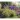 Kalendarz ścienny OGRODY RAJSKIE 13-planszowe 320mm x 470mm Lucrum (RW12)