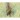 Kalendarz ścienny DZIKA PRZYRODA 13-planszowe A3+ 320mm x 470mm Lucrum (RW07)