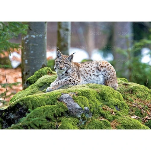 Kalendarz ścienny LEŚNI PRZYJACIELE 13-planszowe 320mm x 470mm Lucrum (RW7)