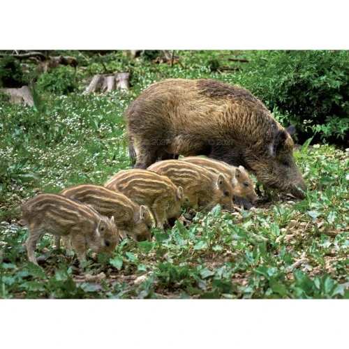 Kalendarz ścienny LEŚNI PRZYJACIELE 13-planszowe 320mm x 470mm Lucrum (RW7)